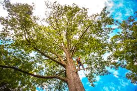 Best Tree Trimming and Pruning  in South Hempstead, NY